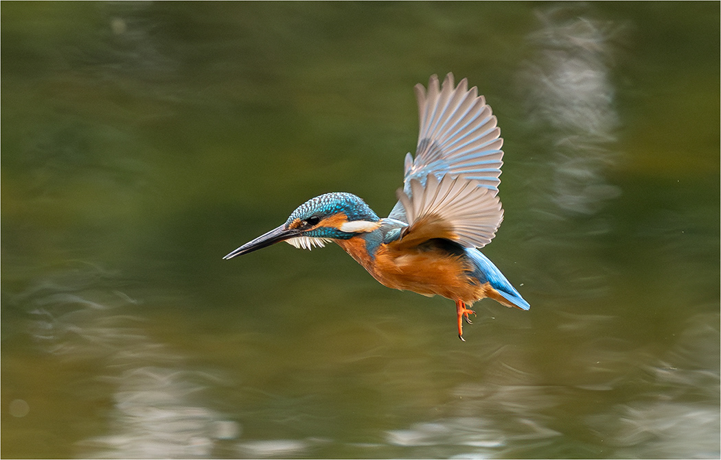 Kingfisher in flight