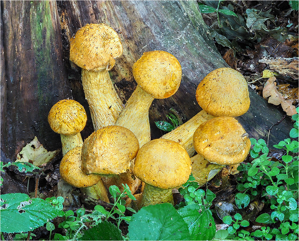 Pholiota Variety - Unidentified