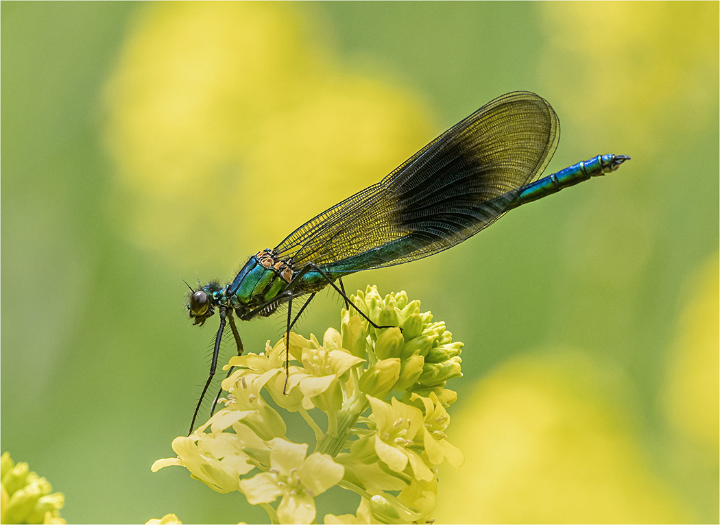 Male Banded Demoiselle on oil seed rape