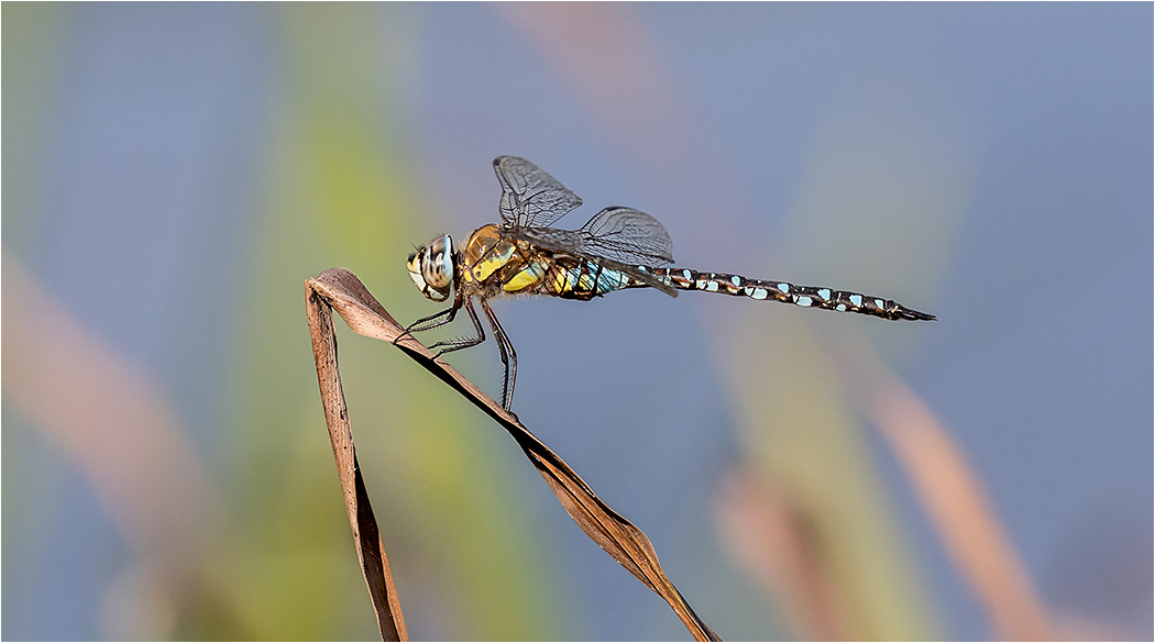 Migrant Hawker