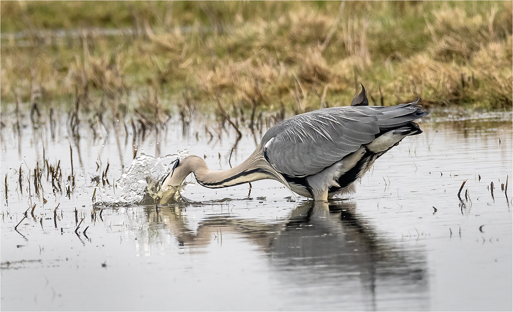 Heron Fishing