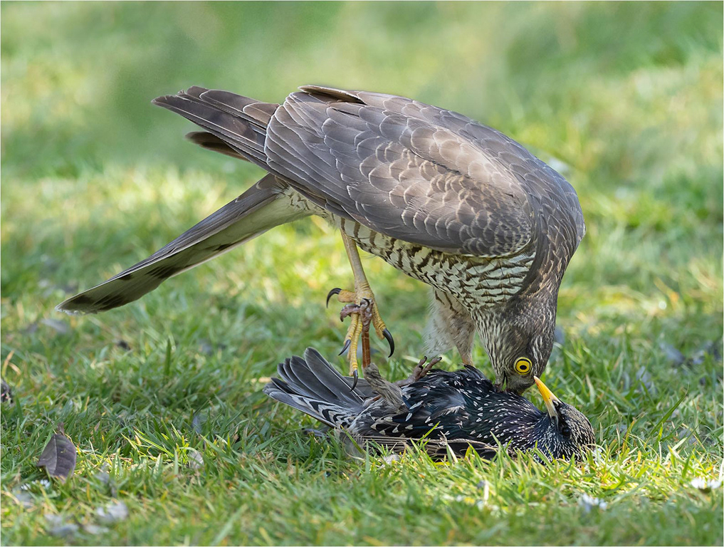 Sparrowhawk