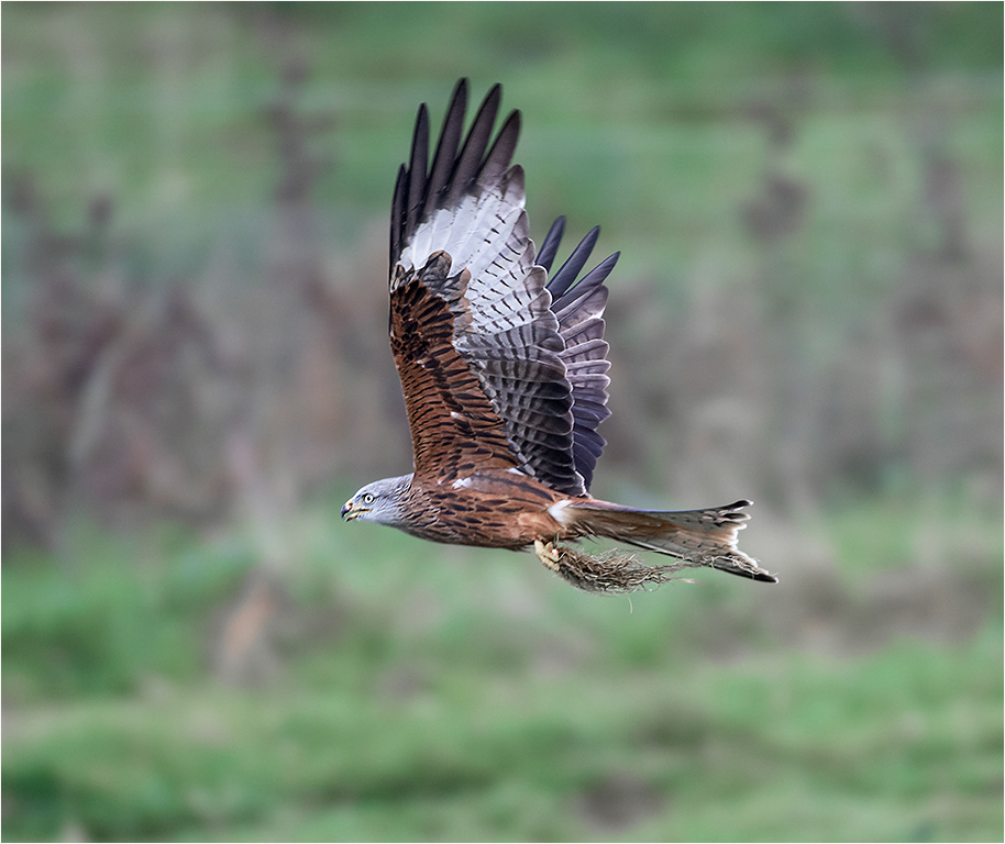 Red Kite