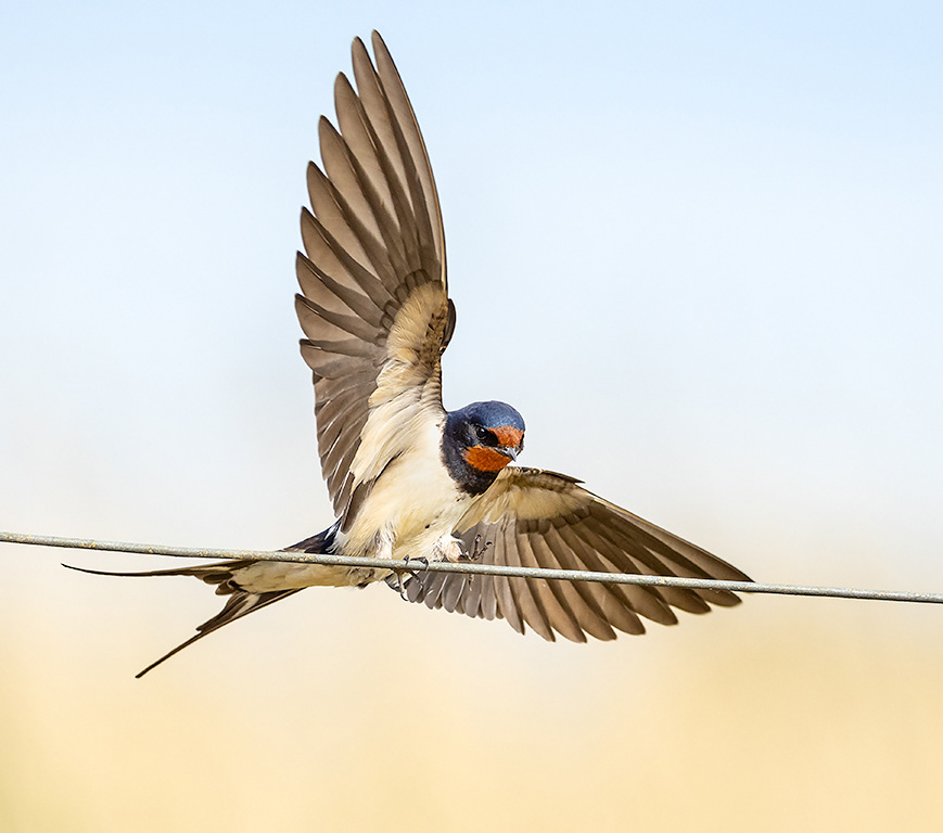 Swallow
