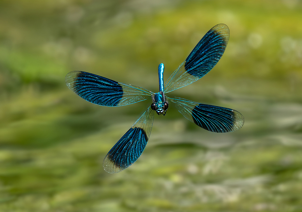 Male Banded Demoiselle in flight
