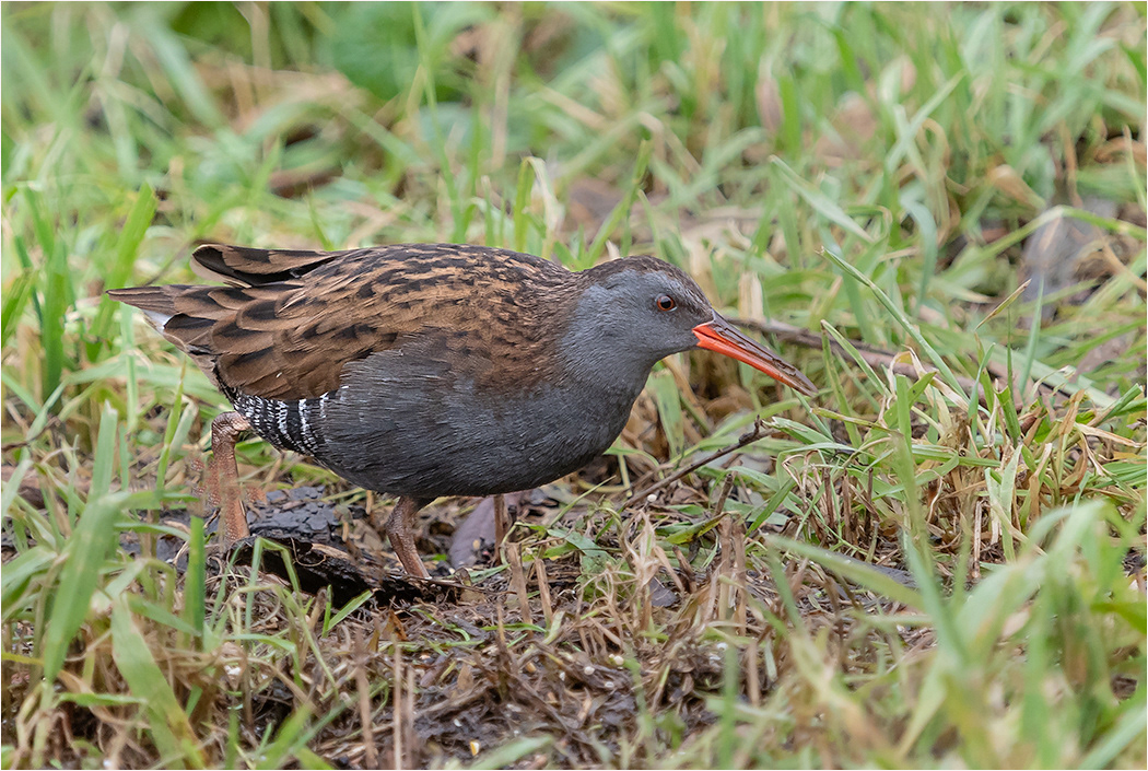 Water Rail