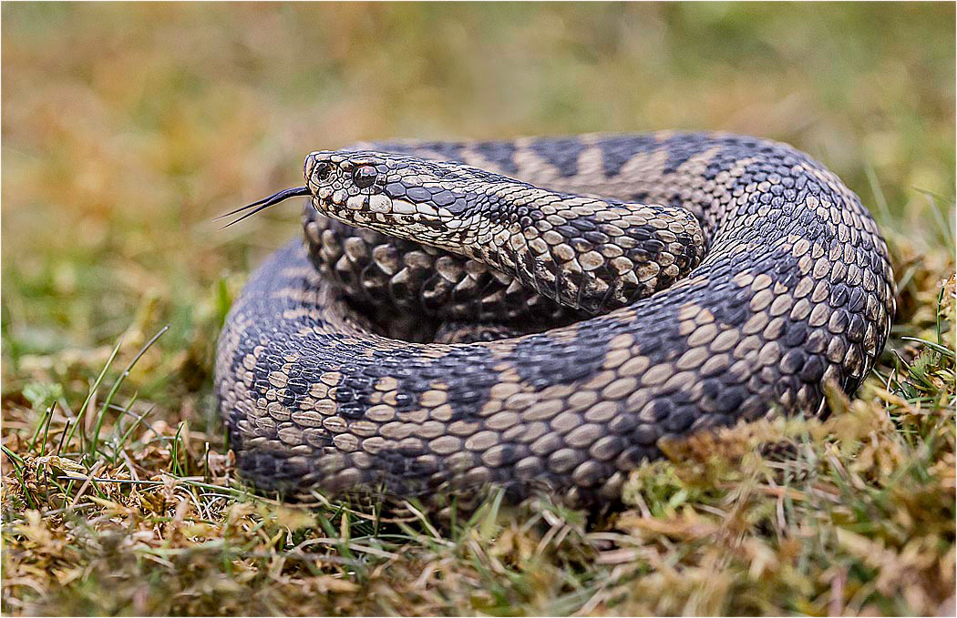 Adder - Male