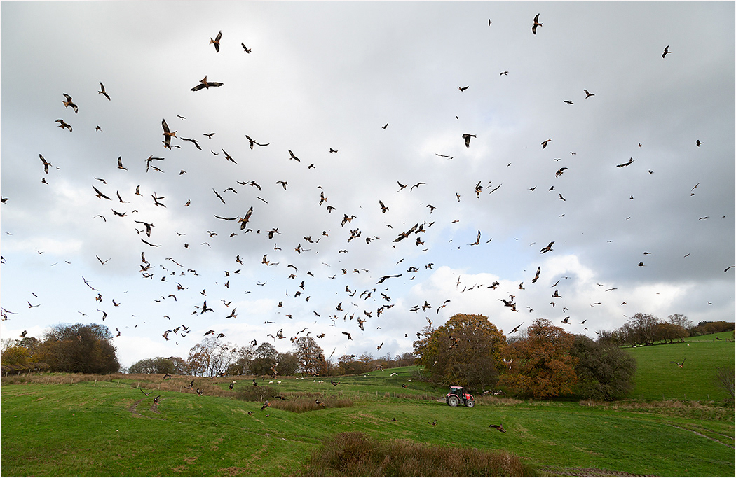 Red Kites - Gigrin Farm