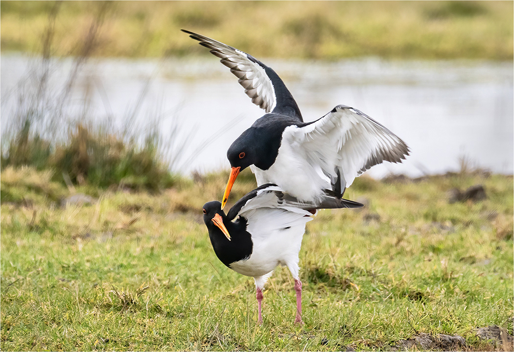 Oystercatchers Mating