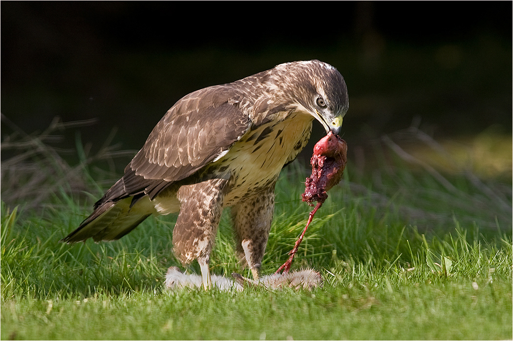 Buzzard