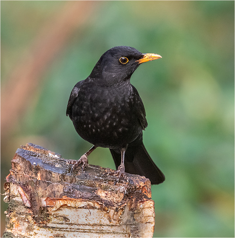 Blackbird - Male