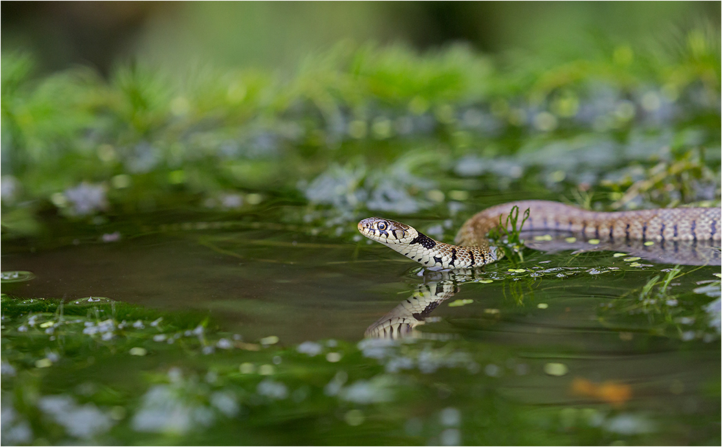 Grass Snake