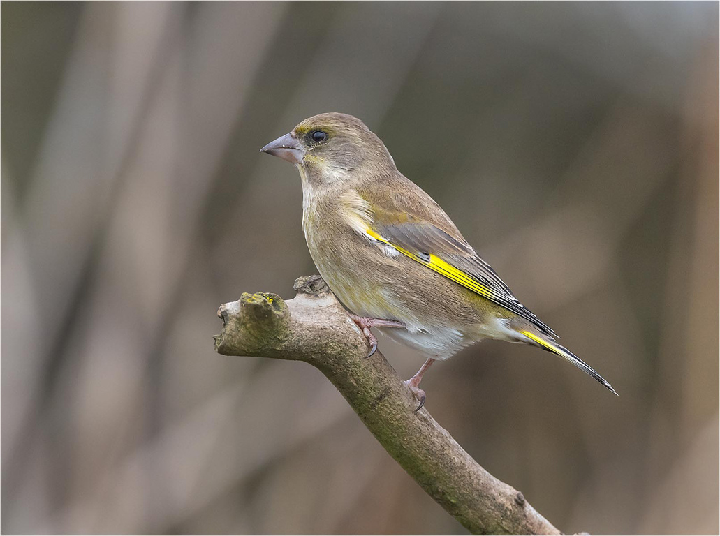 Greenfinch Female