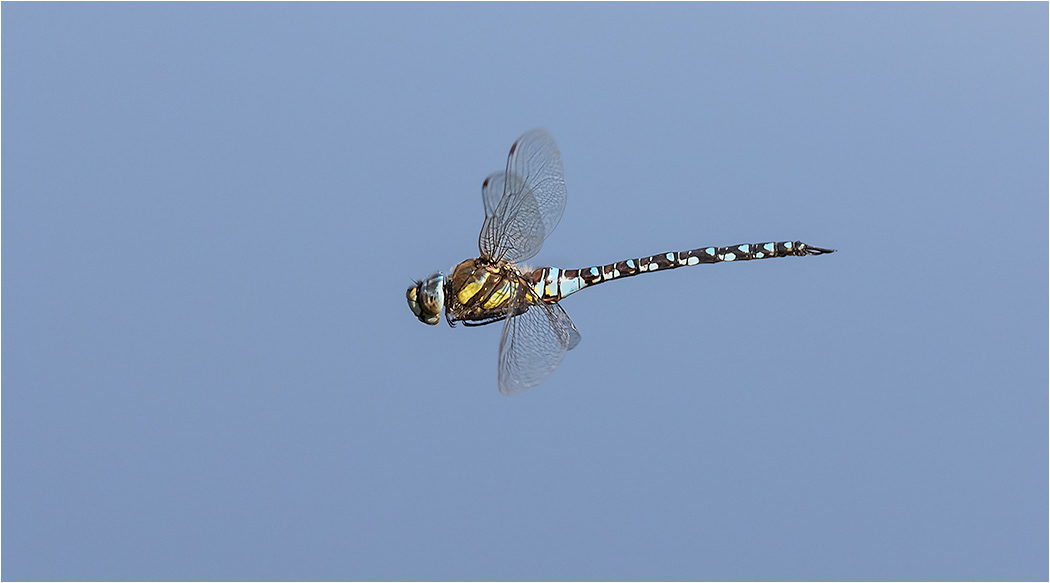 Migrant Hawker in flight