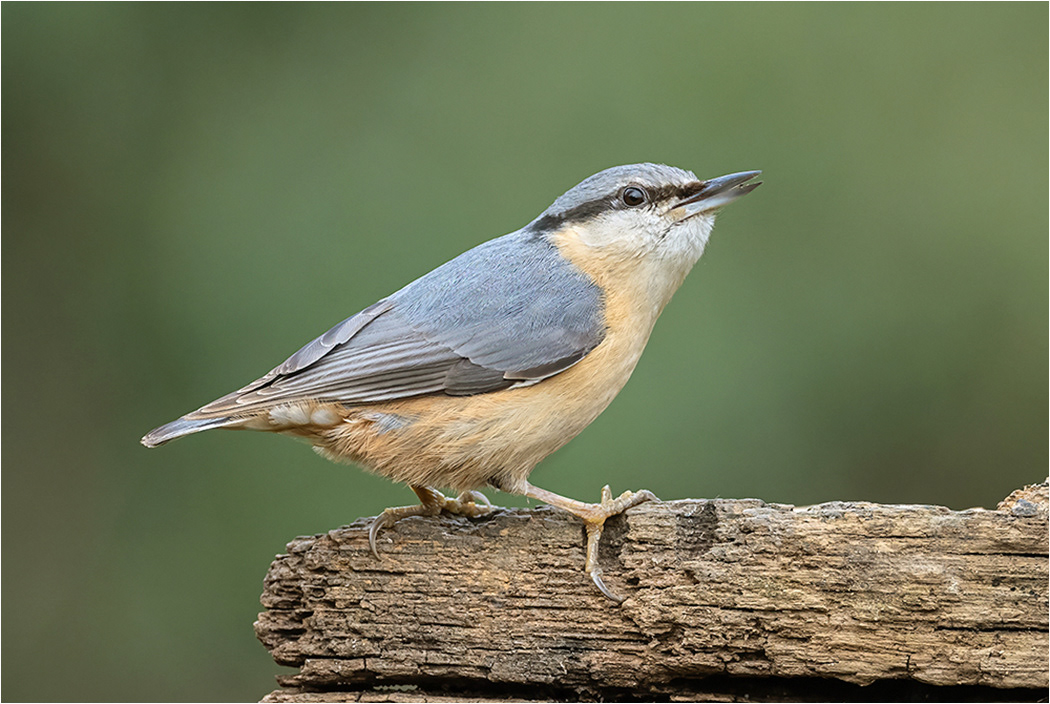 Nuthatch