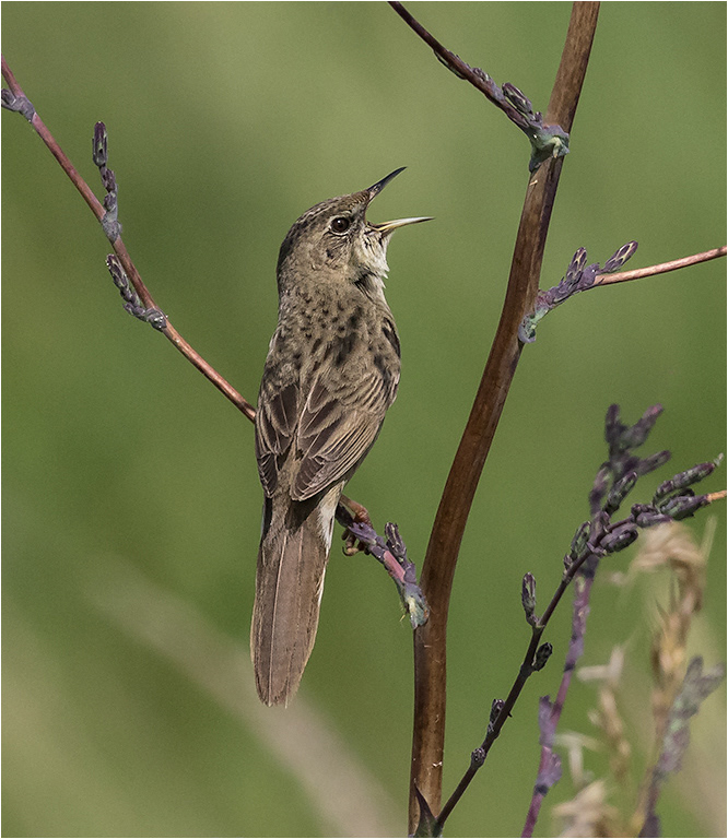 Grasshopper Warbler
