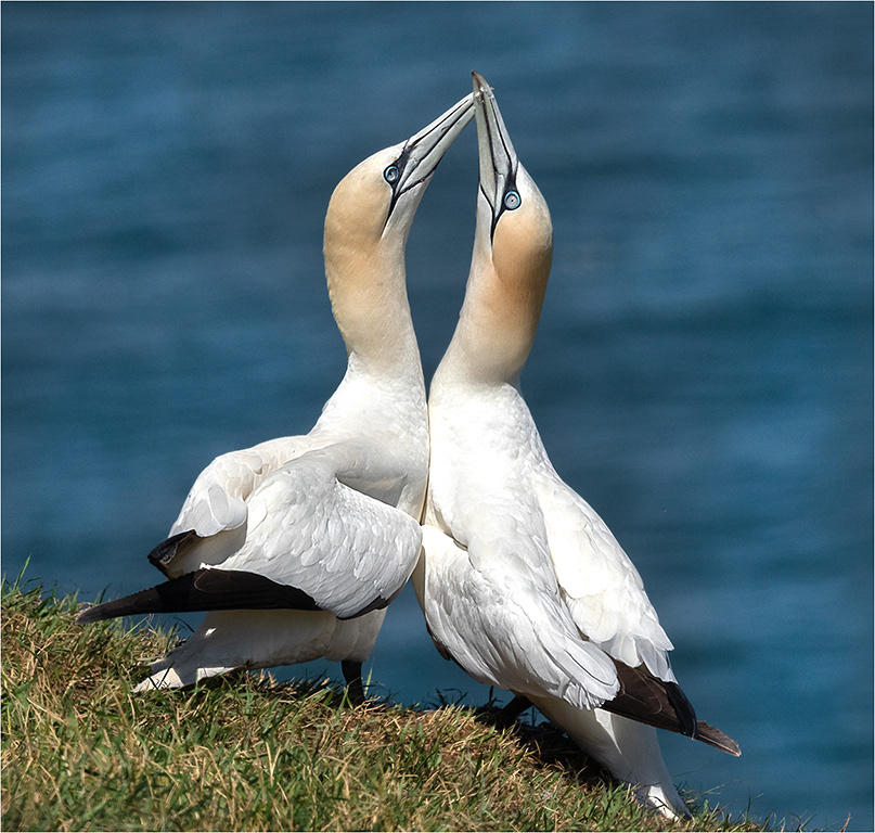 Gannets bonding