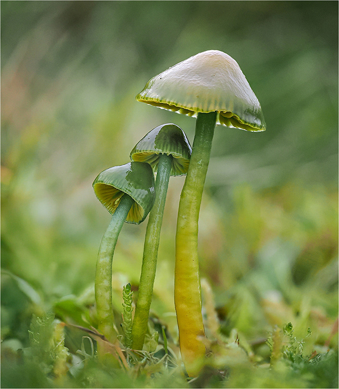 Parrot Waxcap