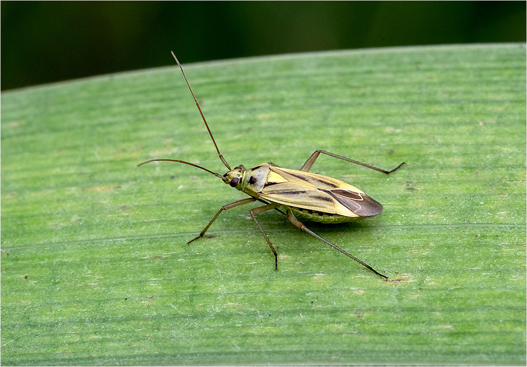 Stenotus binotatus