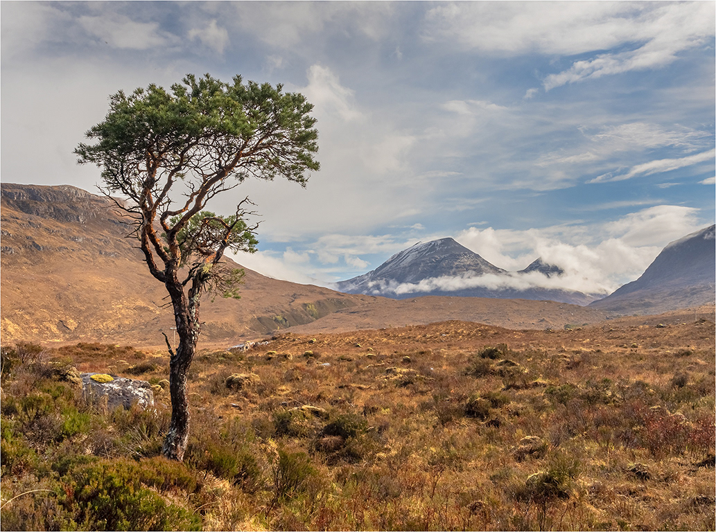 Lone Tree - Torridon