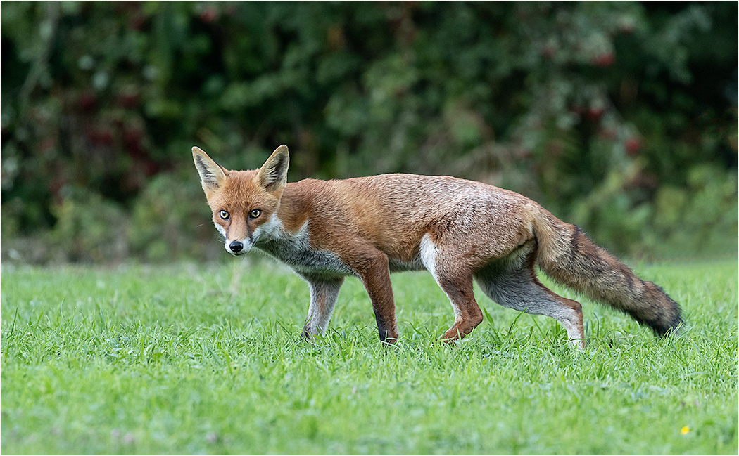 Fox