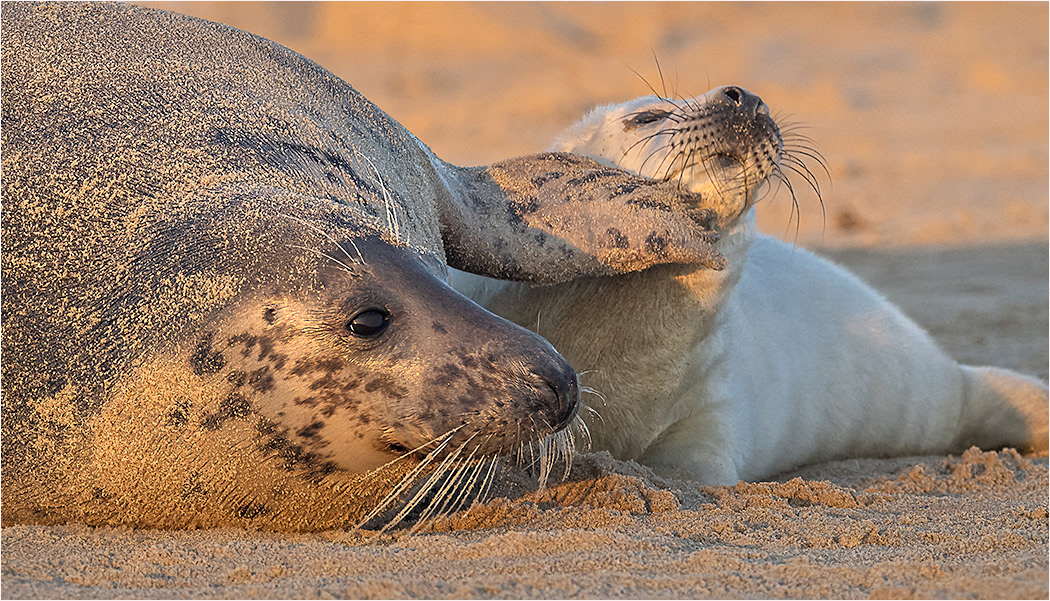 Seals Norfolk