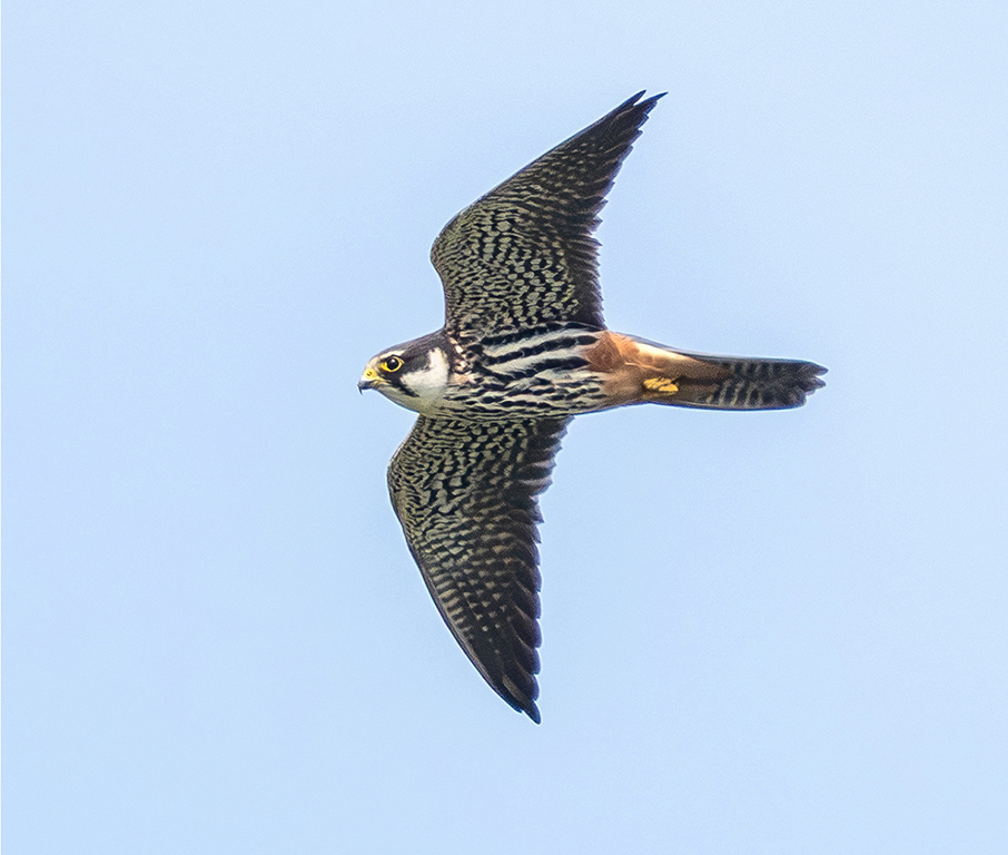 Hobby