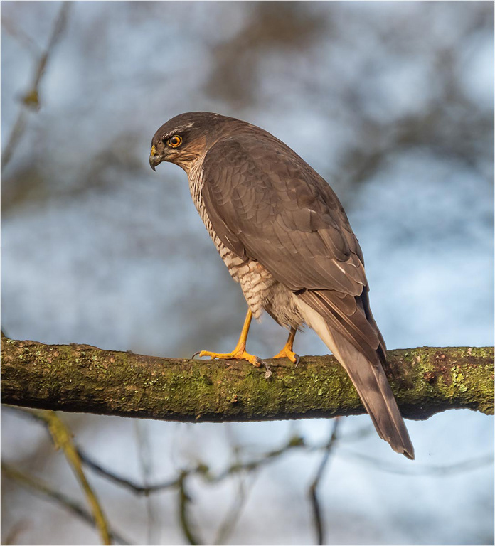 Sparrowhawk in Tree