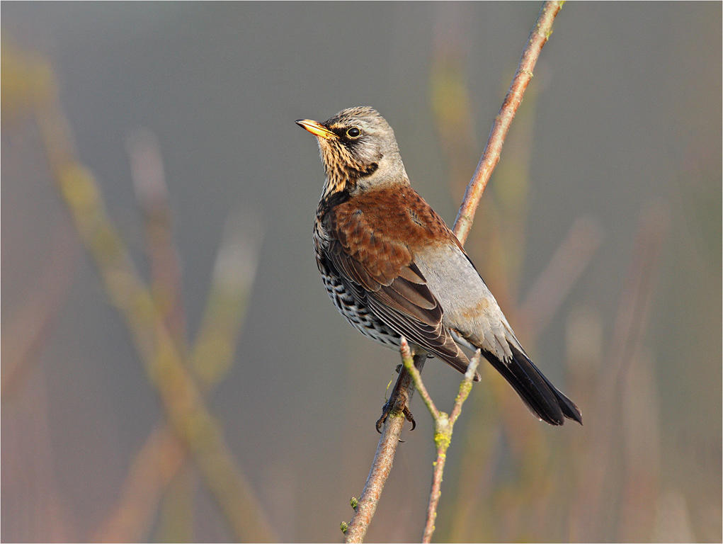Fieldfare