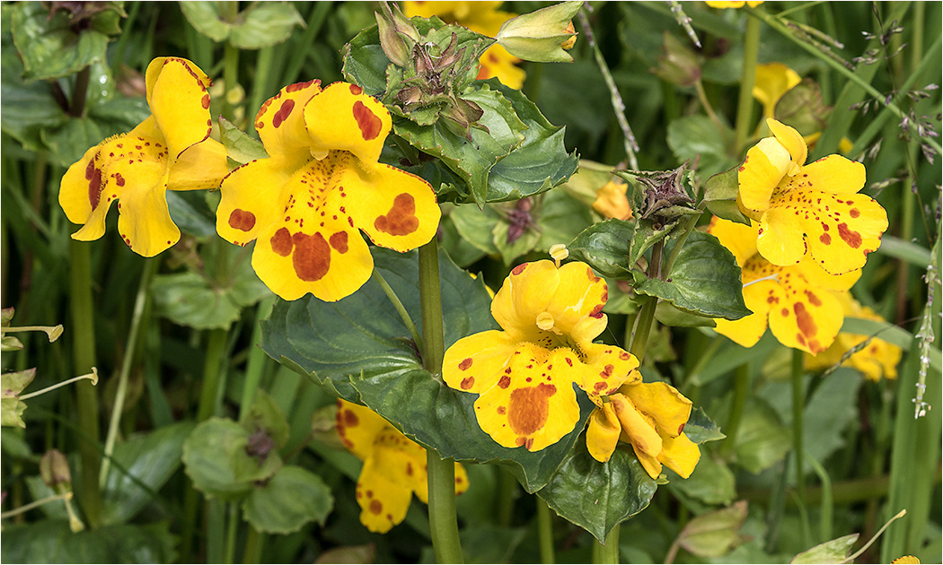 Monkey Flower