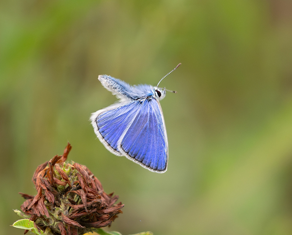 Common Blue Butterfly in flight