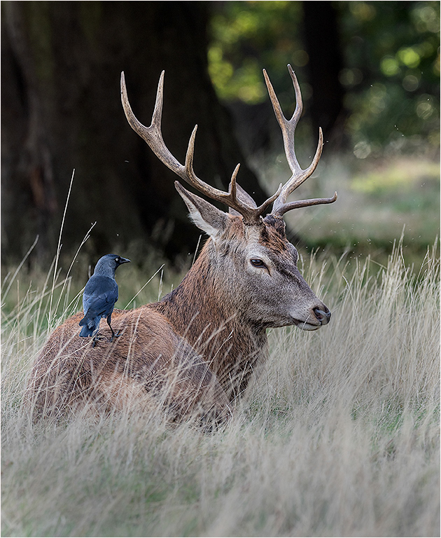 Red Deer Stag - Bradgate Park