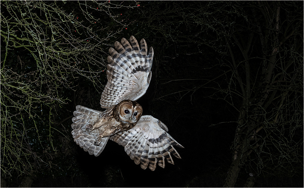 Tawny Owl