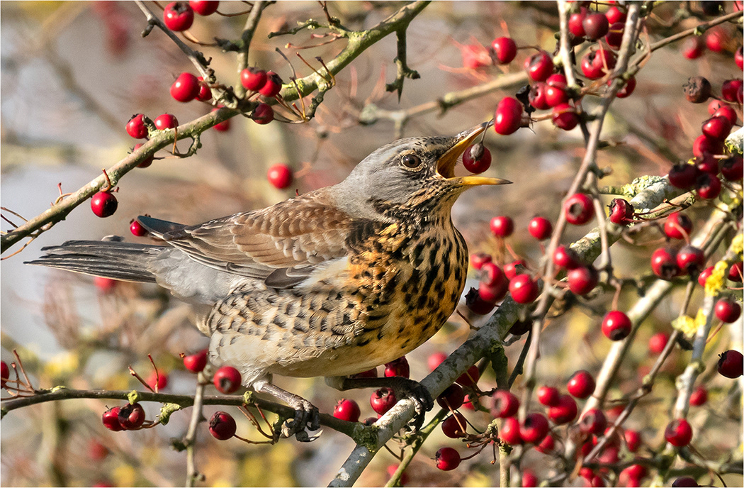 Fieldfare