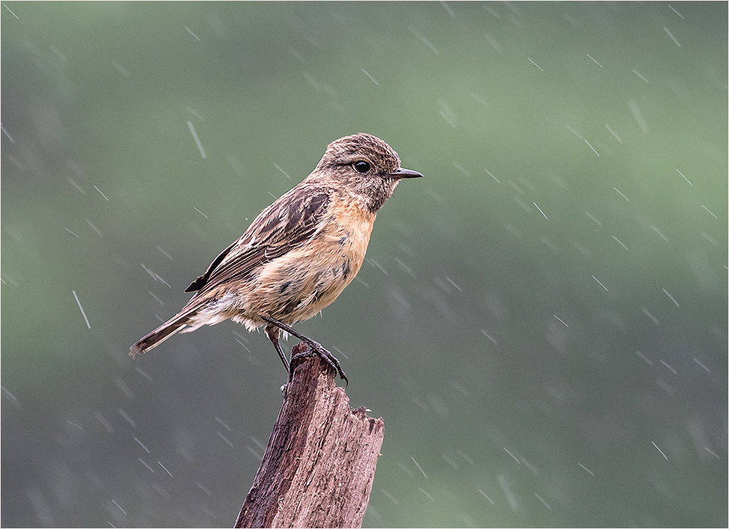 Stonechat