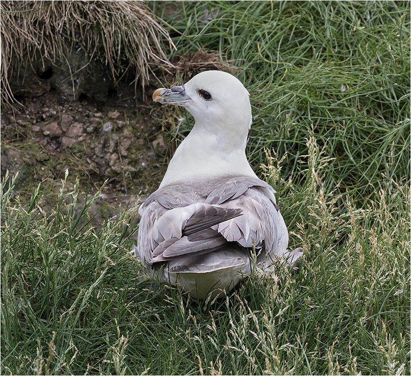 Fulmar