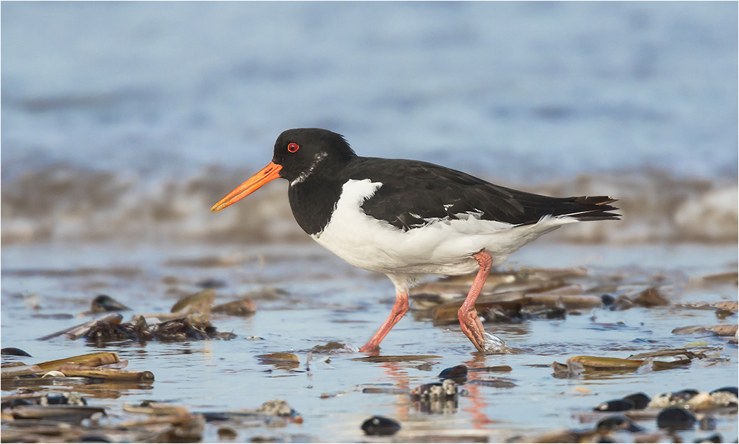 Oystercatcher