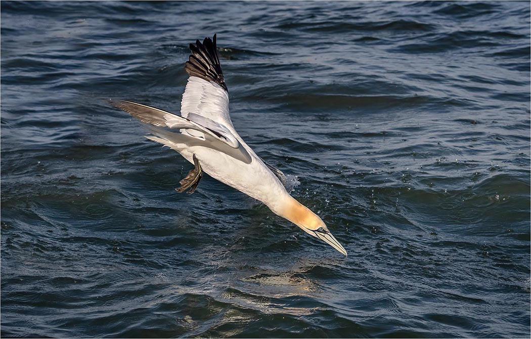 Bempton 2