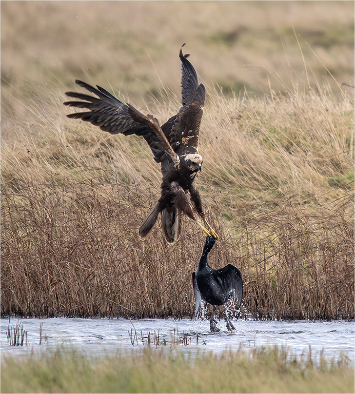 Marsh harrier attacking Coot