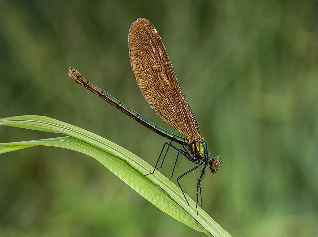 Banded Demoiselle