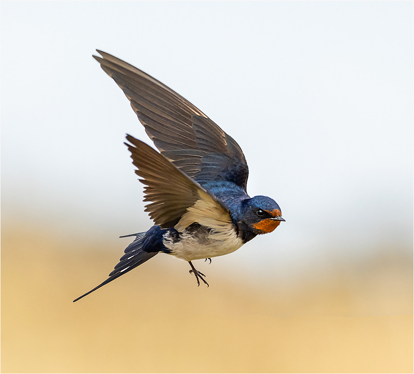 Swallow