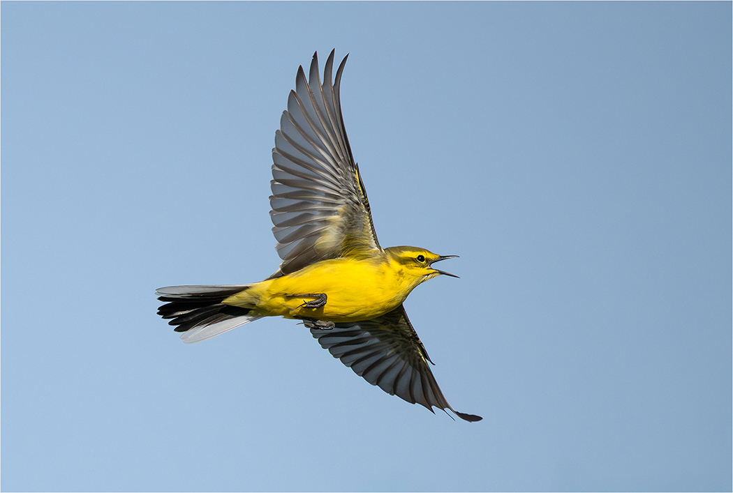 Yellow Wagtail