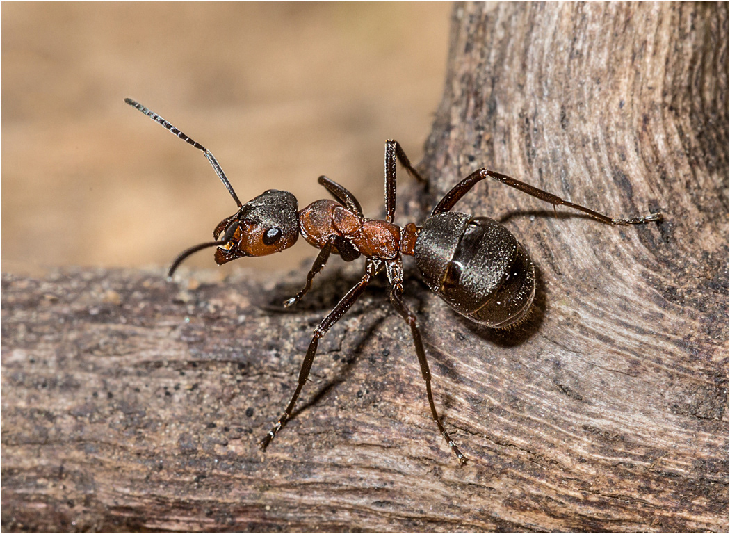 Wood Ants