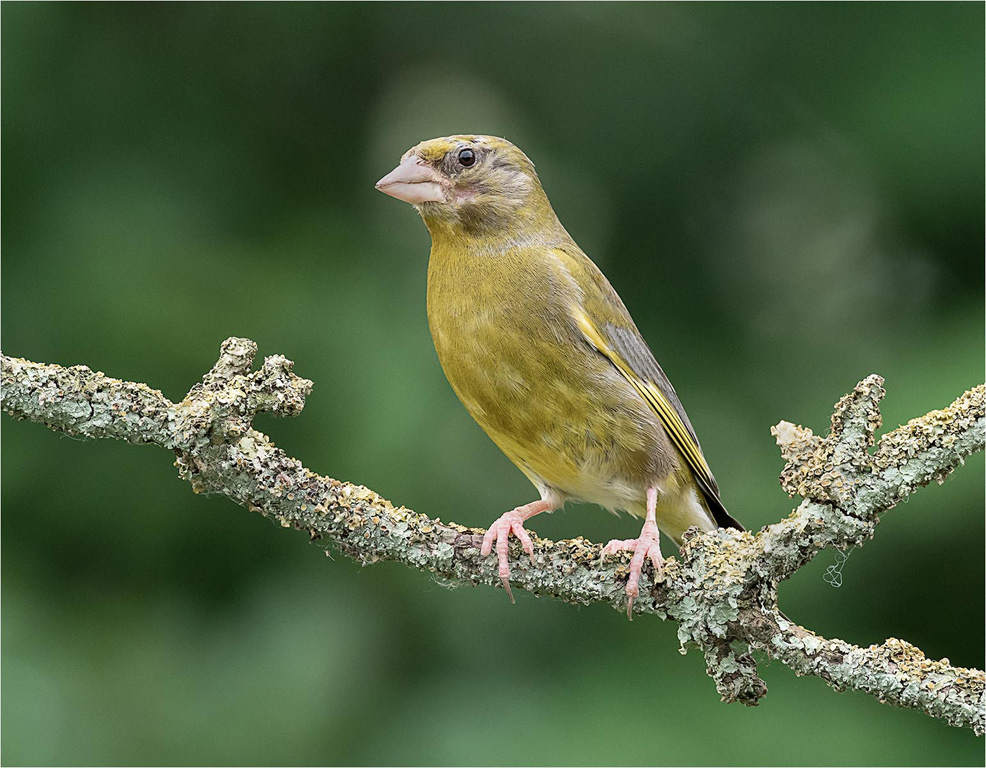 Greenfinch Male