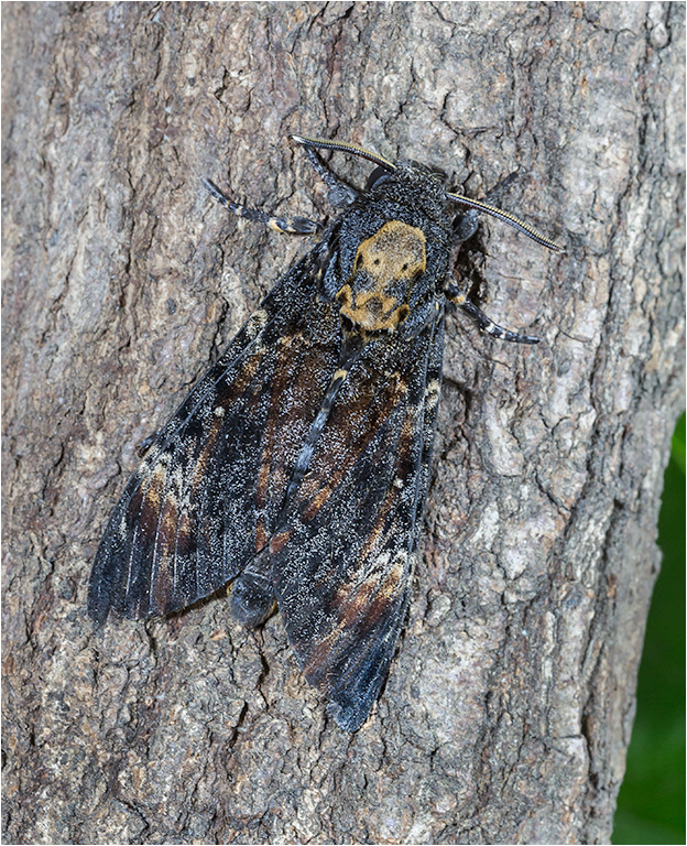 Deaths Head Hawk Moth