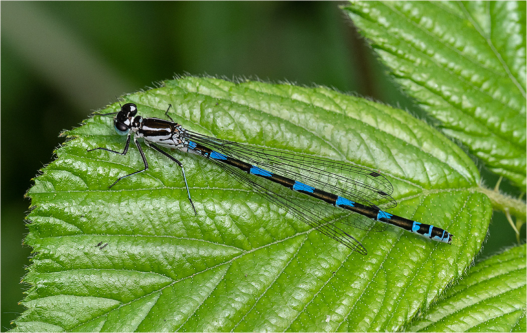 Variable Damselfly