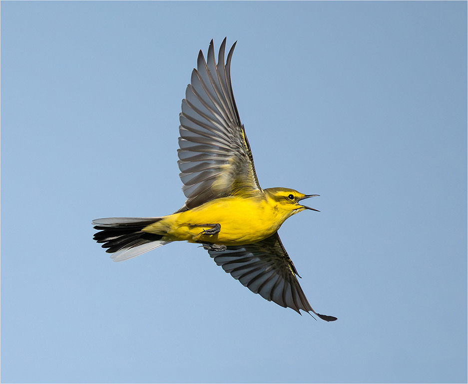 Yellow Wagtail