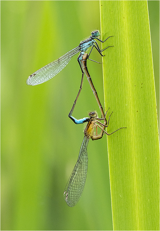 Blue Tailed Damselflies
