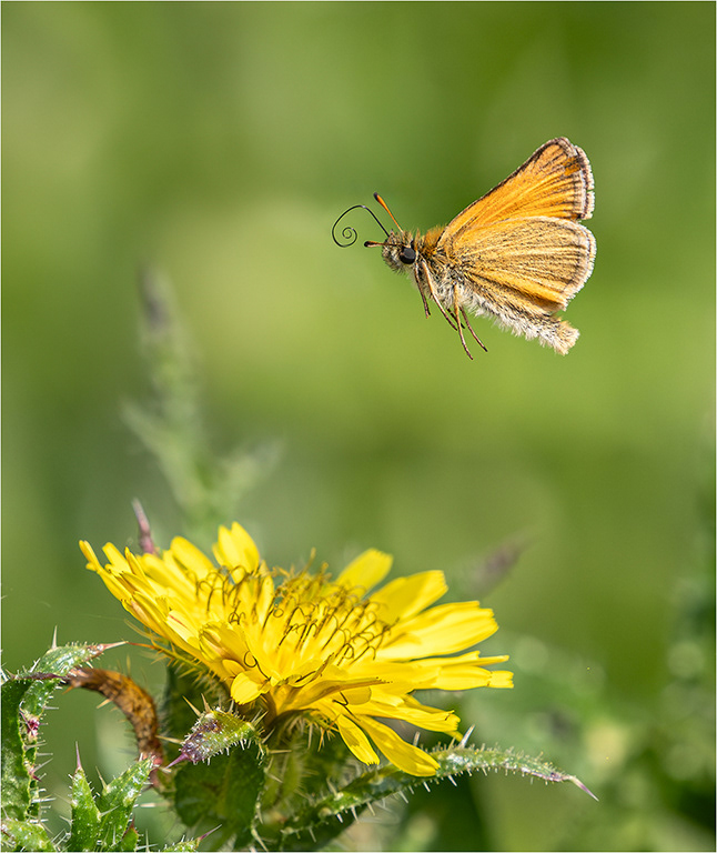 Skipper Butterfly in flight