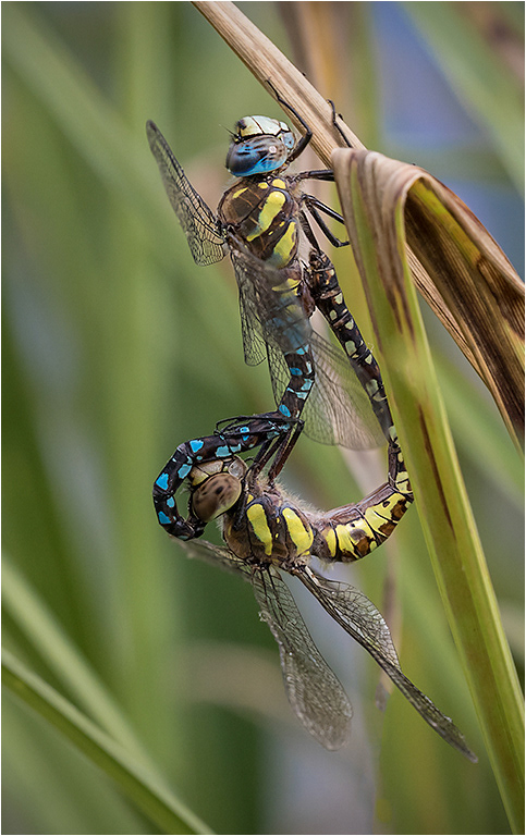 Migrant Hawker - Paired